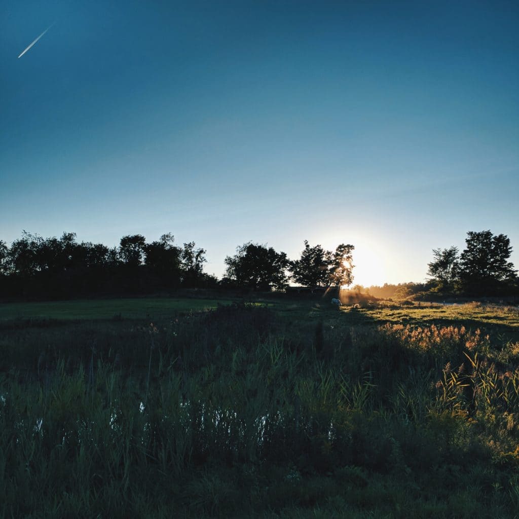 A field at sunset under a clear blue sky, with a contrail overhead