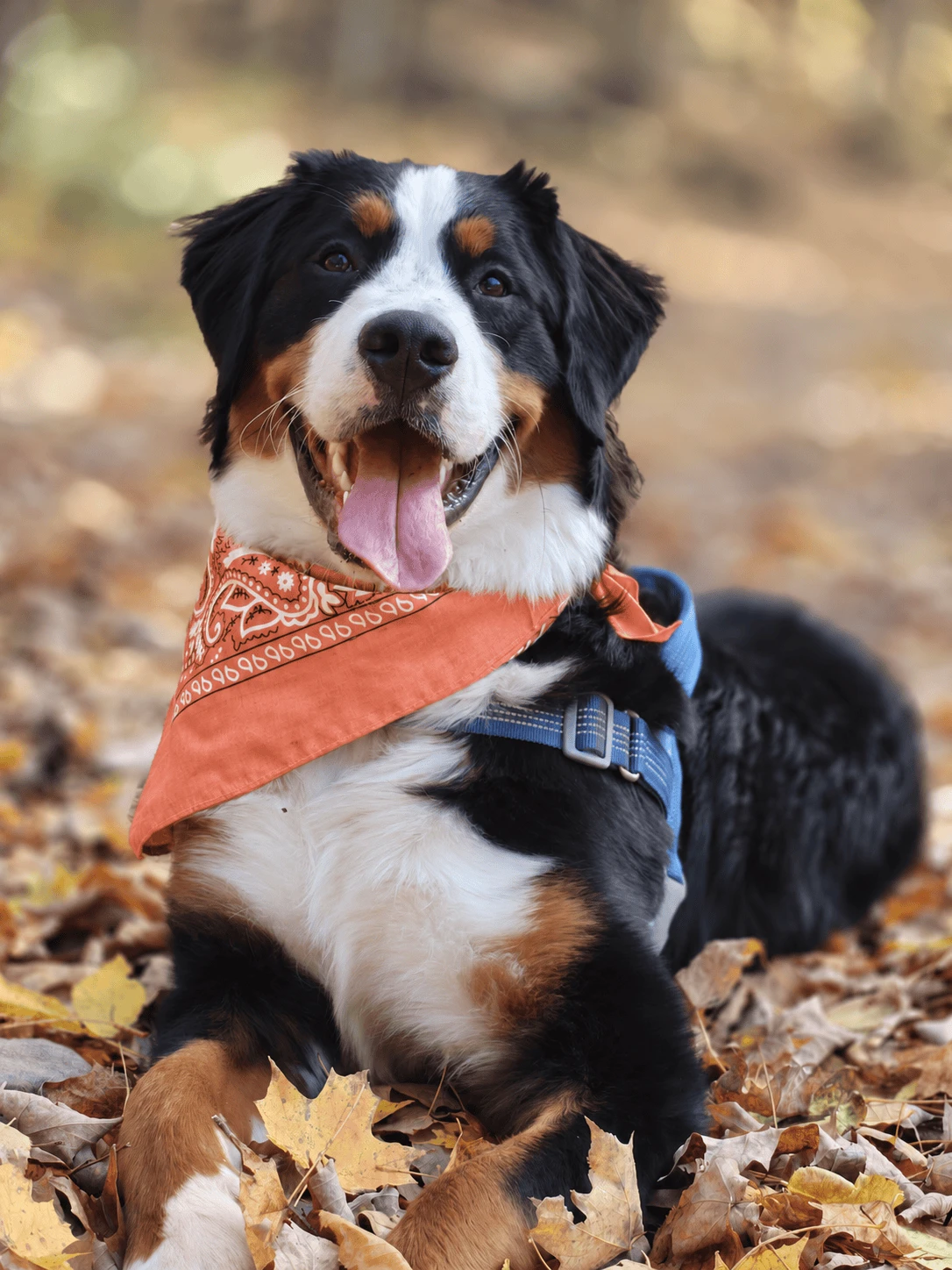 Hugo, a Bernese mountain dog, lying in autumn leaves in a coral bandana